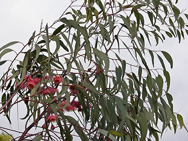 silver princess in bloom