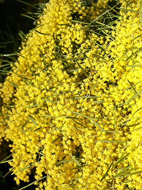 masses of wattles