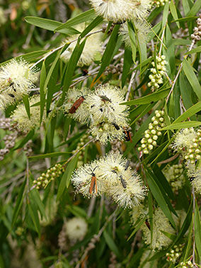 bottlebrushes