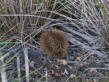 echidna