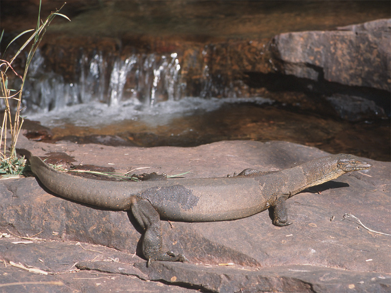 water monitor